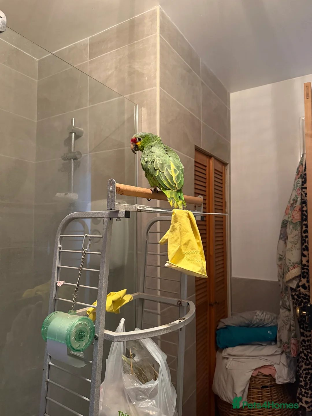 Parrots birds for sale: Red lored Amazon parrot  - Advert 2