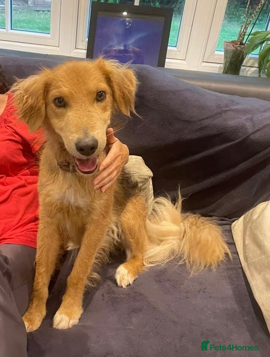 Mixed Breed dogs for adoption: Sweet Nathan looking for LOVE - Image 1