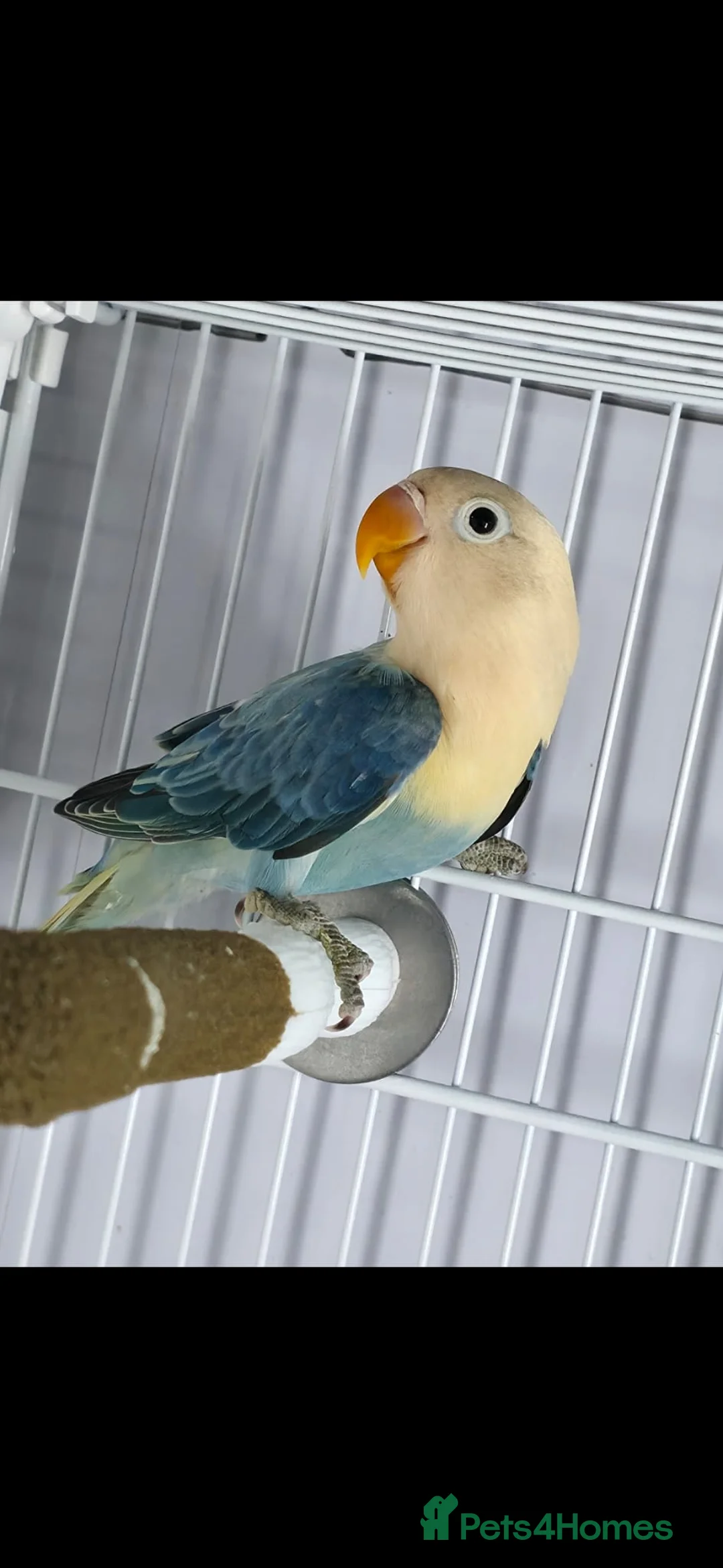 Lovebirds birds for sale: Mutation Lovebirds for Sale - Advert 11