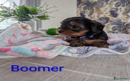Yorkshire Terrier dogs for sale: Stunning yorkshire terriers for sale - Image 4