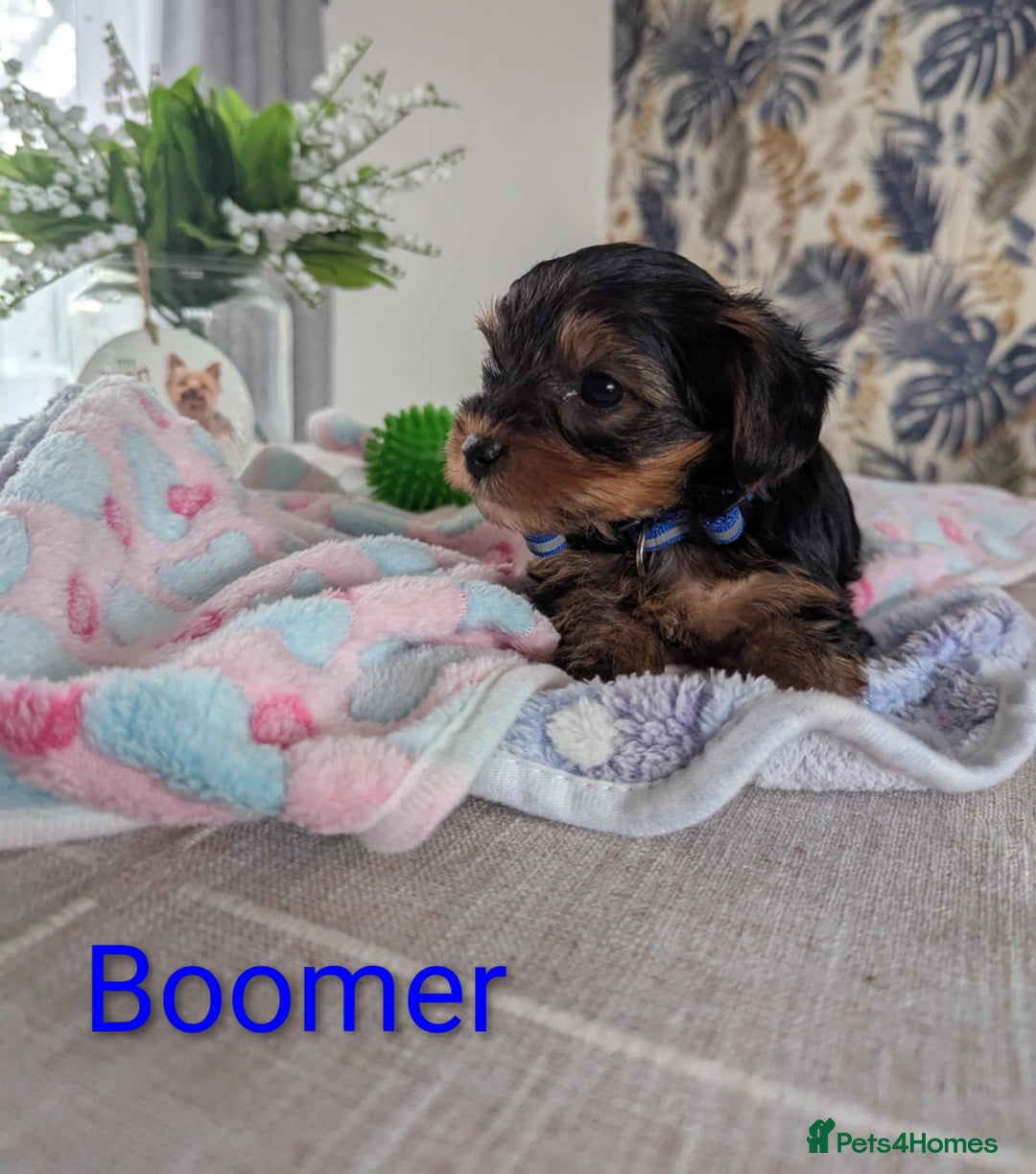 Yorkshire Terrier dogs for sale: Stunning yorkshire terriers for sale - Image 4