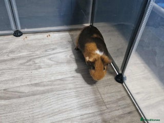 Guinea Pig rodents for sale - Advert 1