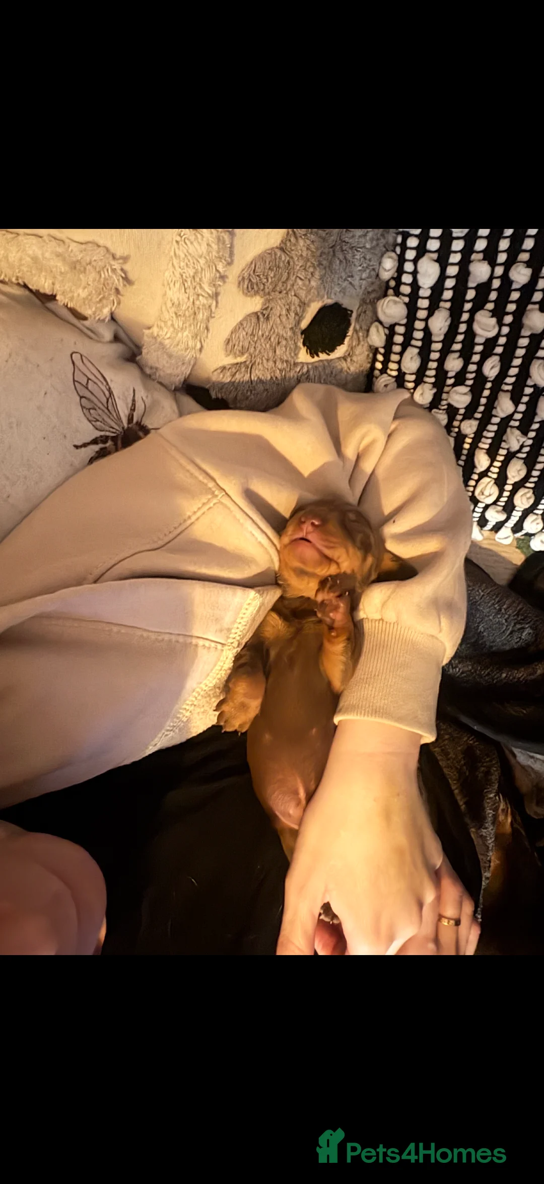 Miniature Dachshund dogs for sale: Beautiful Light Brown & Tan female dachshund.  in Cambridge - Advert 2