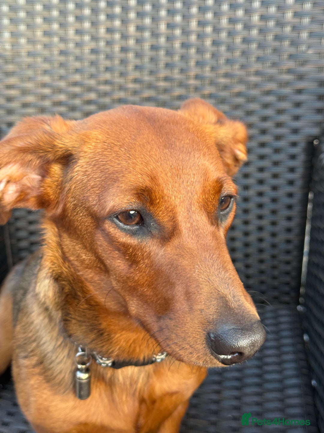 Mixed Breed dogs for sale: Dachshund for rehoming  - Image 2
