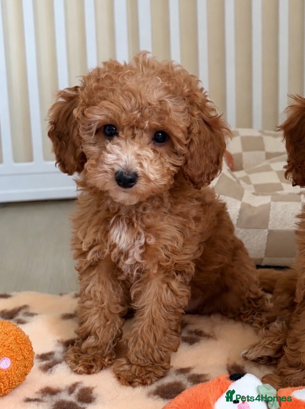 Cockapoo dogs Stunning F1B cockapoo puppies   - Advert 14