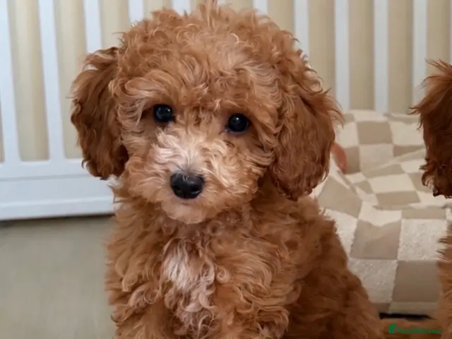 Cockapoo dogs Stunning F1B cockapoo puppies - Advert 4