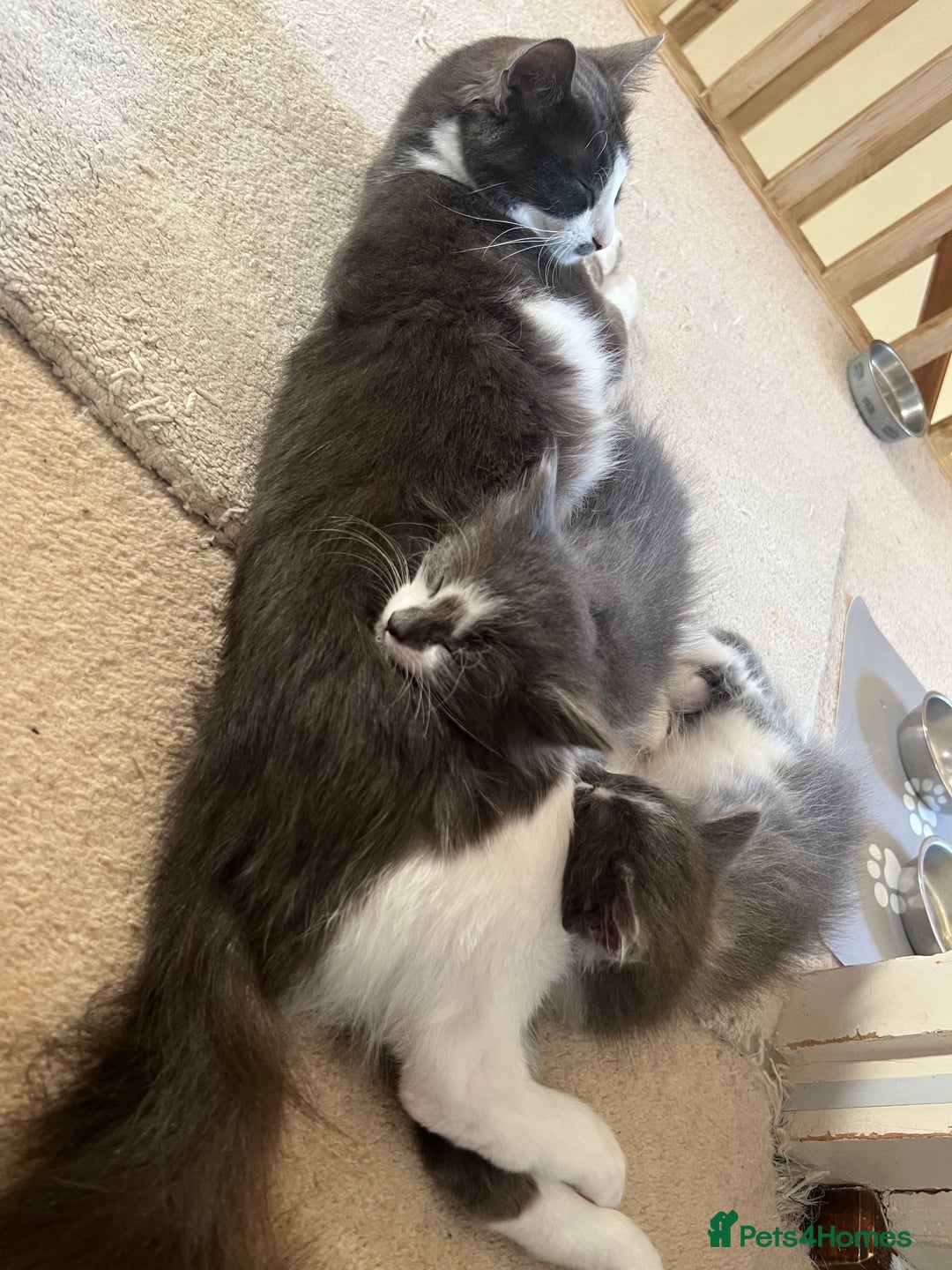 Ragdoll cats for sale: Two Male grey and white Rag-dolls  - Image 9