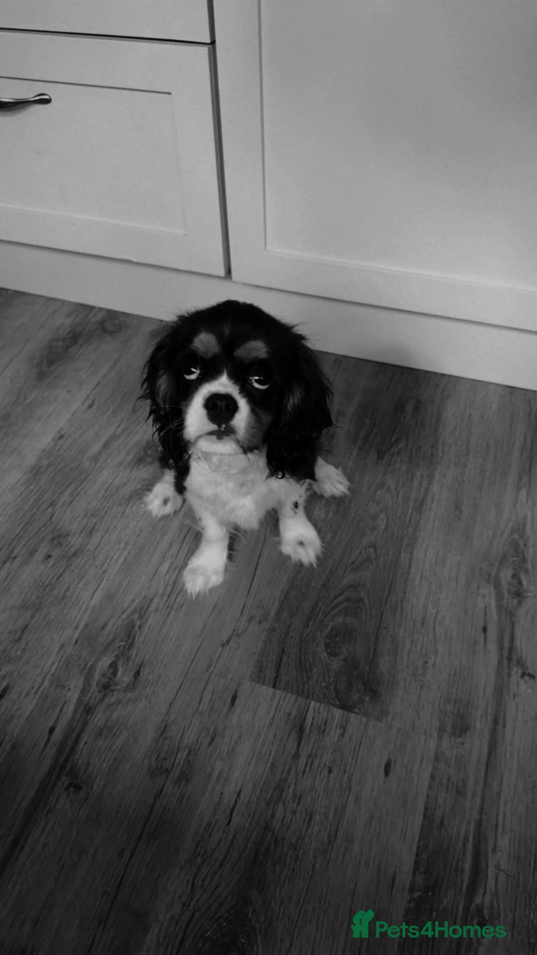Cavalier King Charles Spaniel dogs for sale: KC Reg/Fully Health Tested Tri Boy - Advert 4