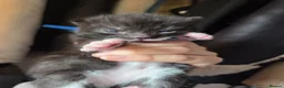 Domestic Shorthair cats for sale: Female domestic shorthair kitten - Advert 3