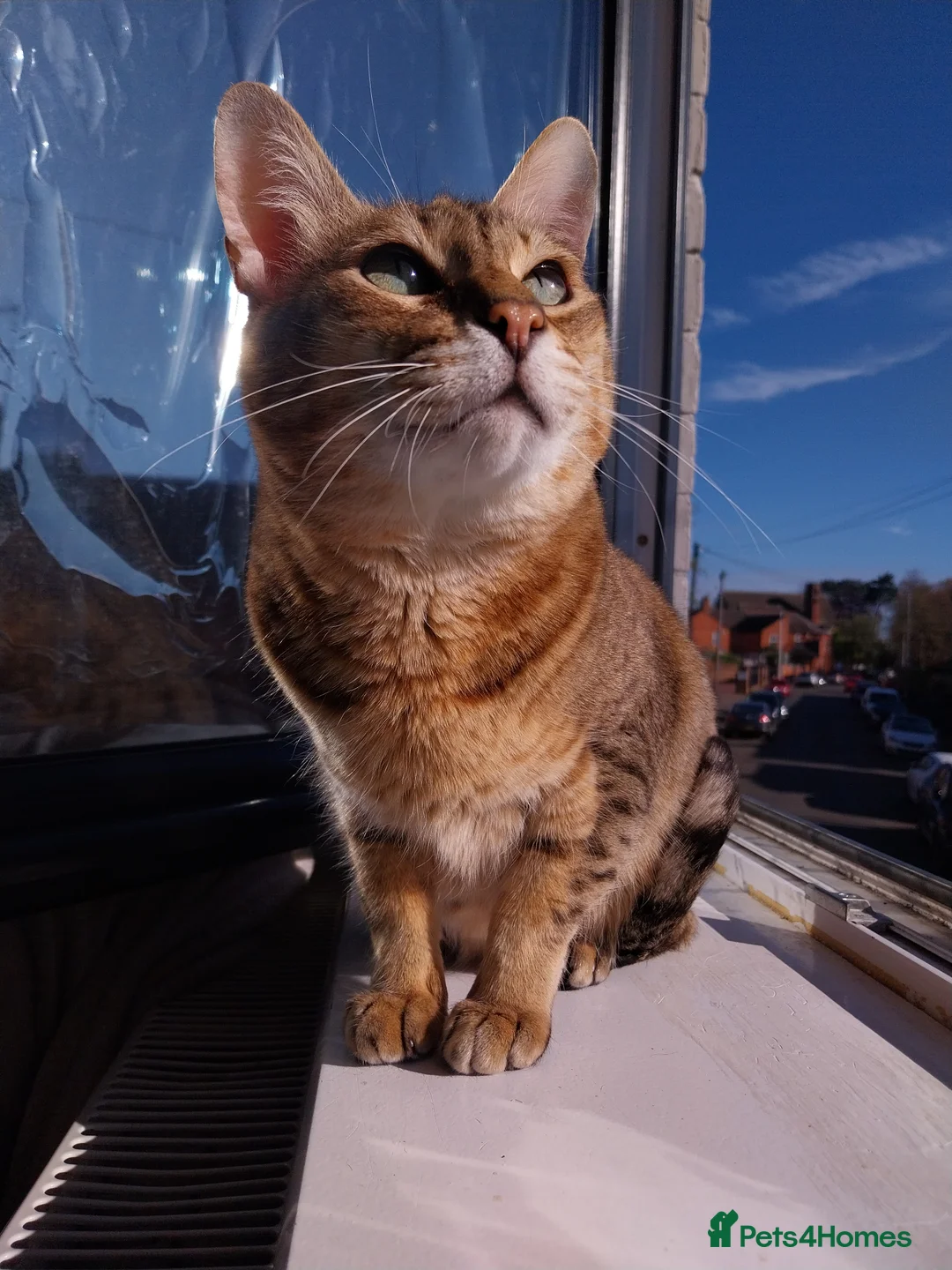 Savannah cats for sale: Archie - Advert 1