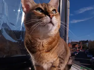 Savannah cats Archie - Advert 6