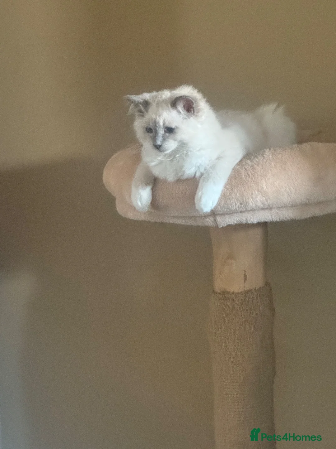 Ragdoll cats for sale: Blue point female ragdoll - Advert 8