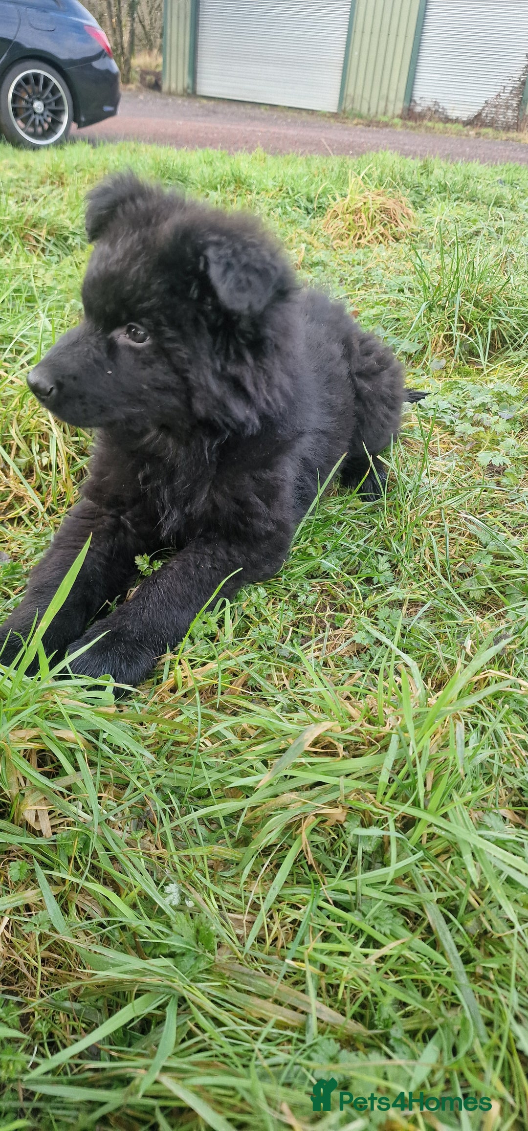 German Shepherd dogs for sale: German Shepherd pups  - Advert 6