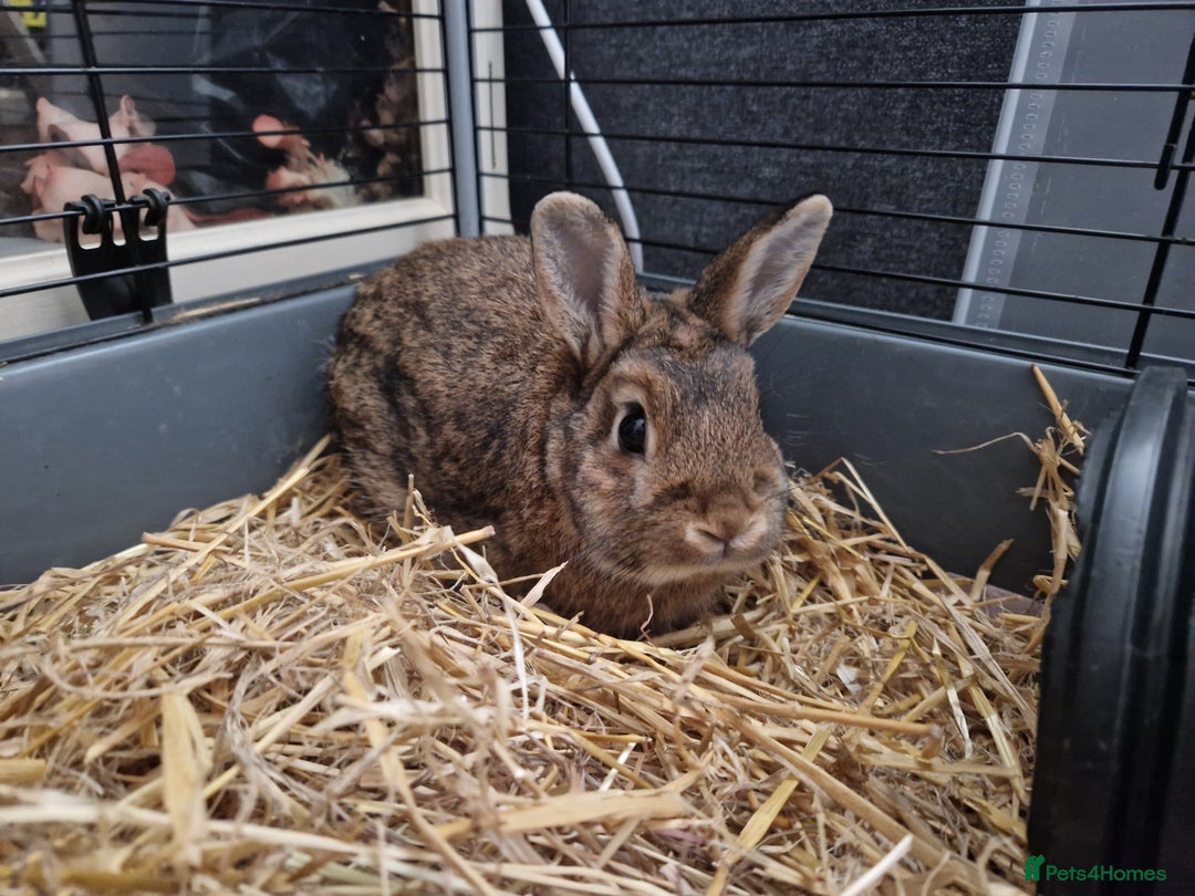 Netherland Dwarf rabbits for sale: Handsome purebred Netherland dwarf boy - Image 3