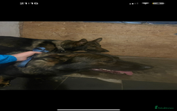 German Shepherd dogs for stud: KC sable male for stud  in Birmingham - Image 3