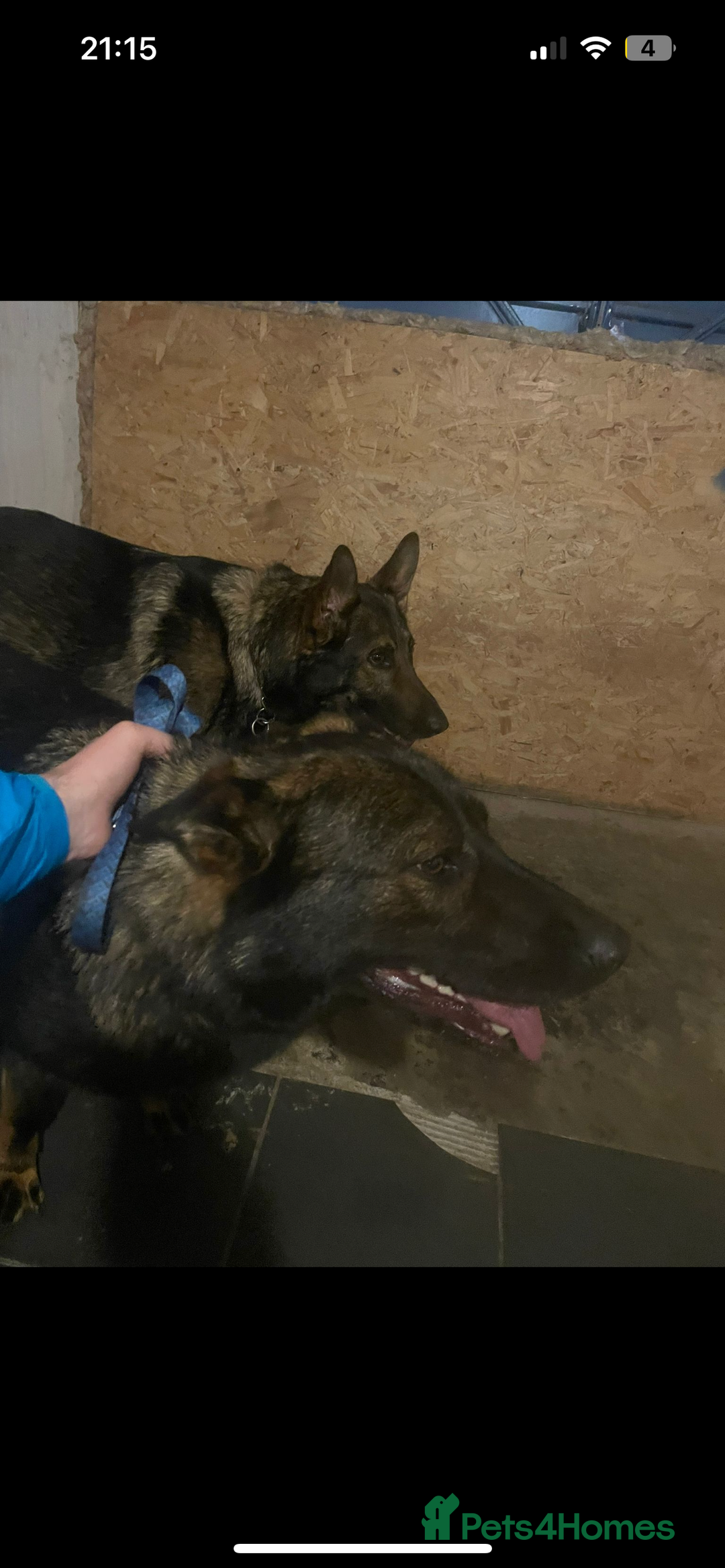 German Shepherd dogs for stud: KC sable male for stud  in Birmingham - Image 3
