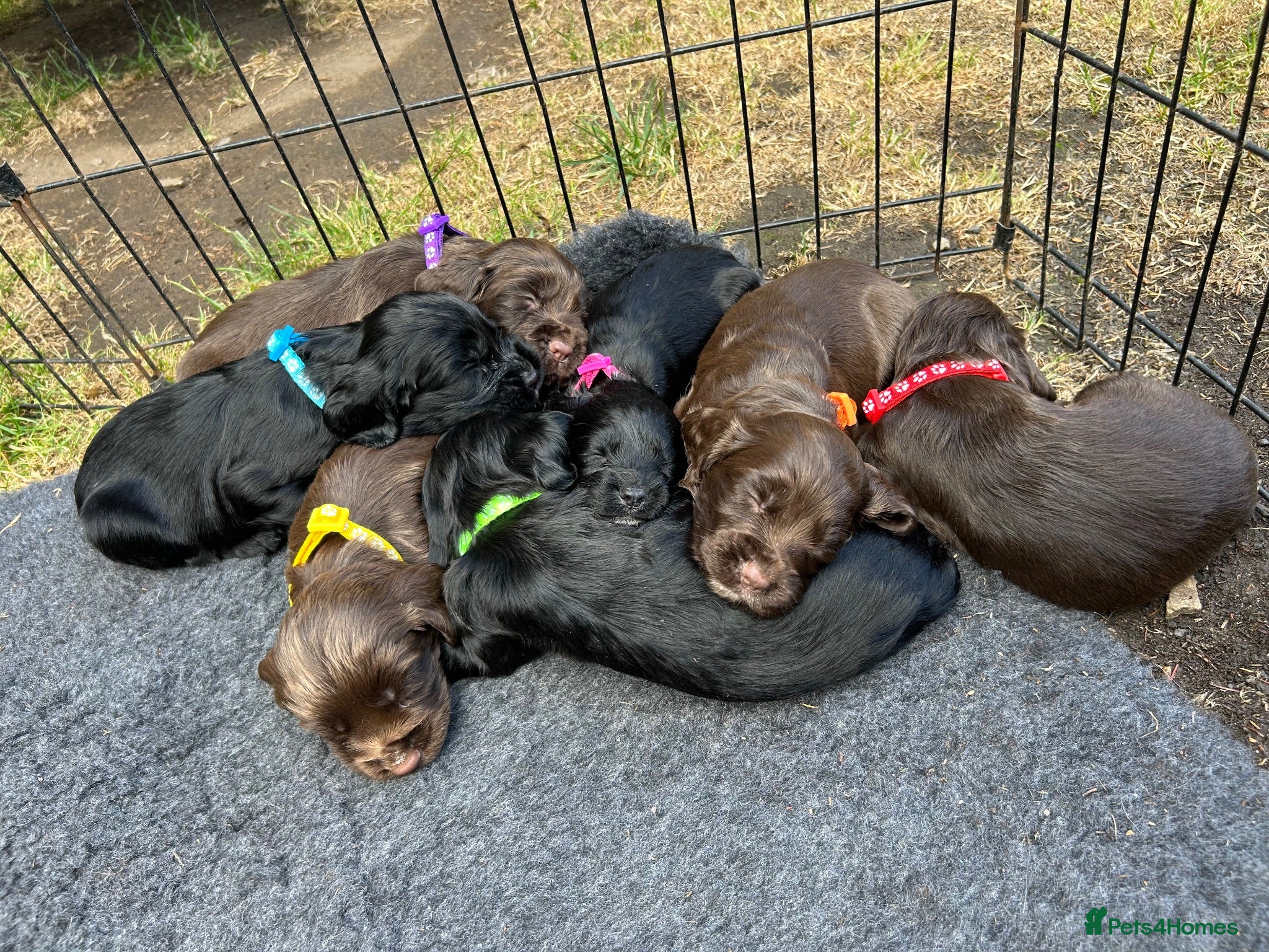 Sprocker dogs F1 sprockers - Advert 1