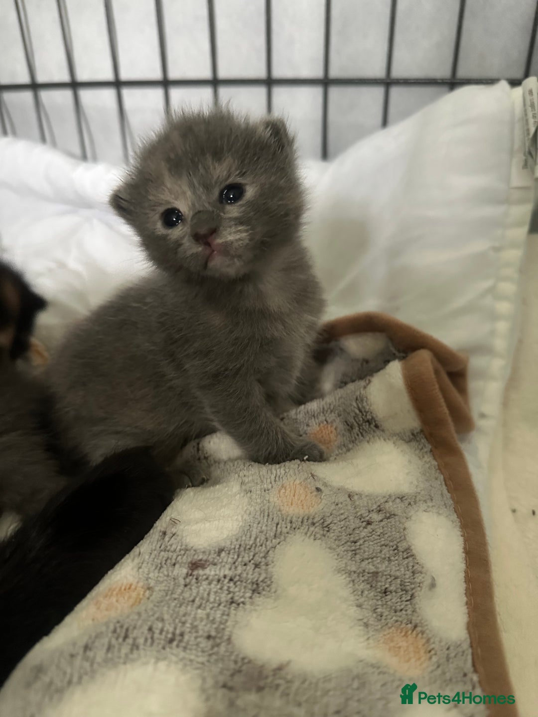Maine Coon cats for sale: Kittens  - Image 10