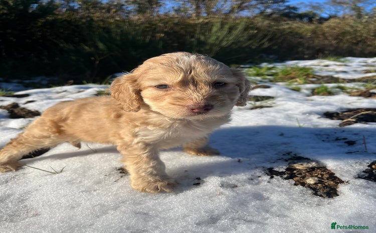 Cockapoo dogs Cockapoo Golden Boy 🐶 - Advert 1