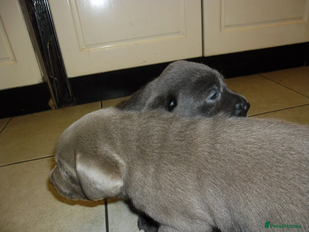 Labrador Retriever dogs for sale: 7 BEAUTIFUL FRIENDLY PUPPIES FOR SALE  - Advert 18