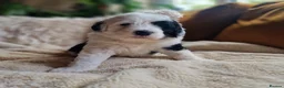 Sheepadoodle dogs for sale: Ultimate Pedigree F1 Sheepadoodles  - Advert 16