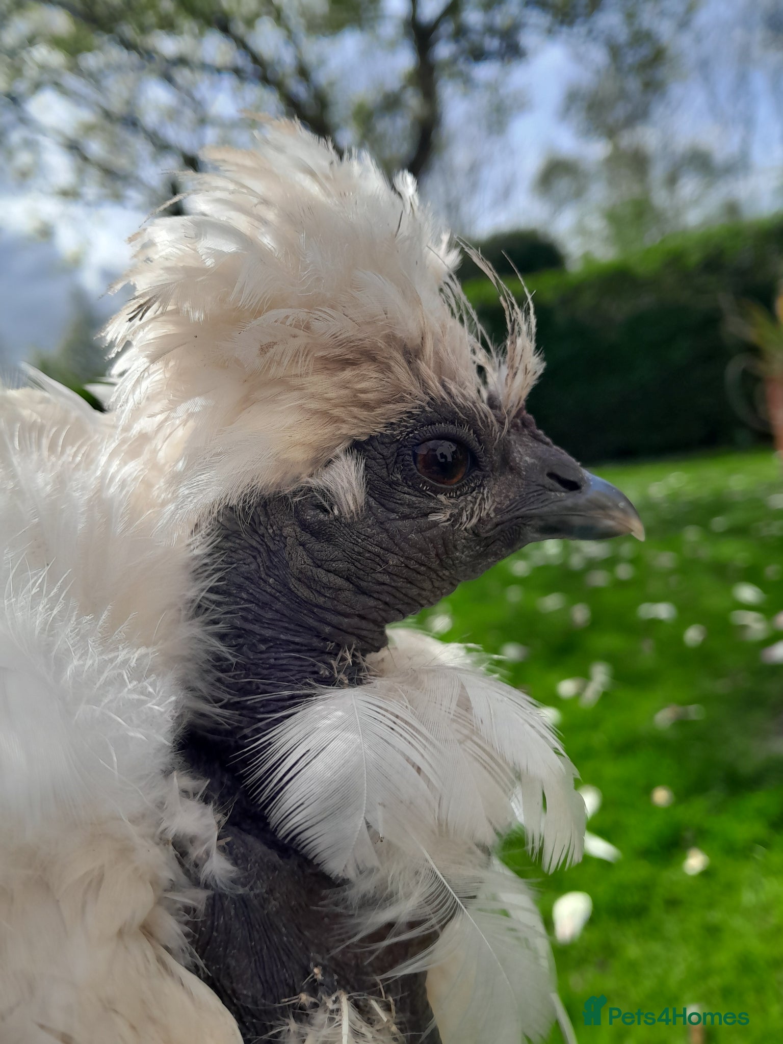 Chickens poultry Two beautiful friendly showgirl chickens in lay - Advert 9
