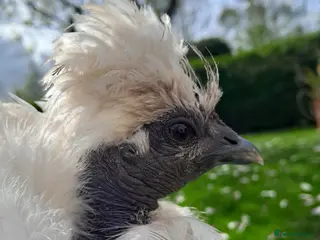 Chickens poultry Two beautiful friendly showgirl chickens in lay - Advert 9