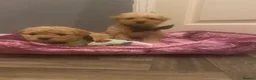 Maltipoo dogs for sale: Lovely Toy Maltipoo red curly hair puppies  - Advert 6