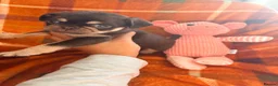 Pug dogs for sale: Panda 🐼 pug puppies carrying pink - Advert 5
