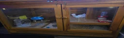 Hamster rodents for sale: Syrian Hamster in Sheerness - Advert 9