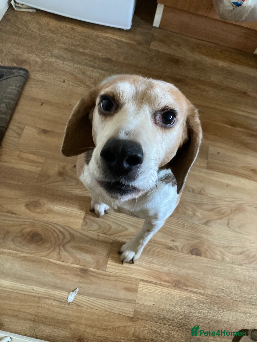 Foxhound dogs for sale: This is copper  - Advert 1