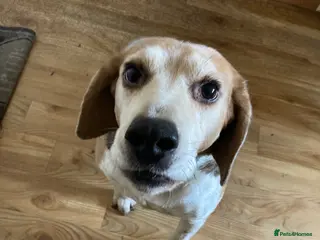 Foxhound dogs This is copper - Advert 4