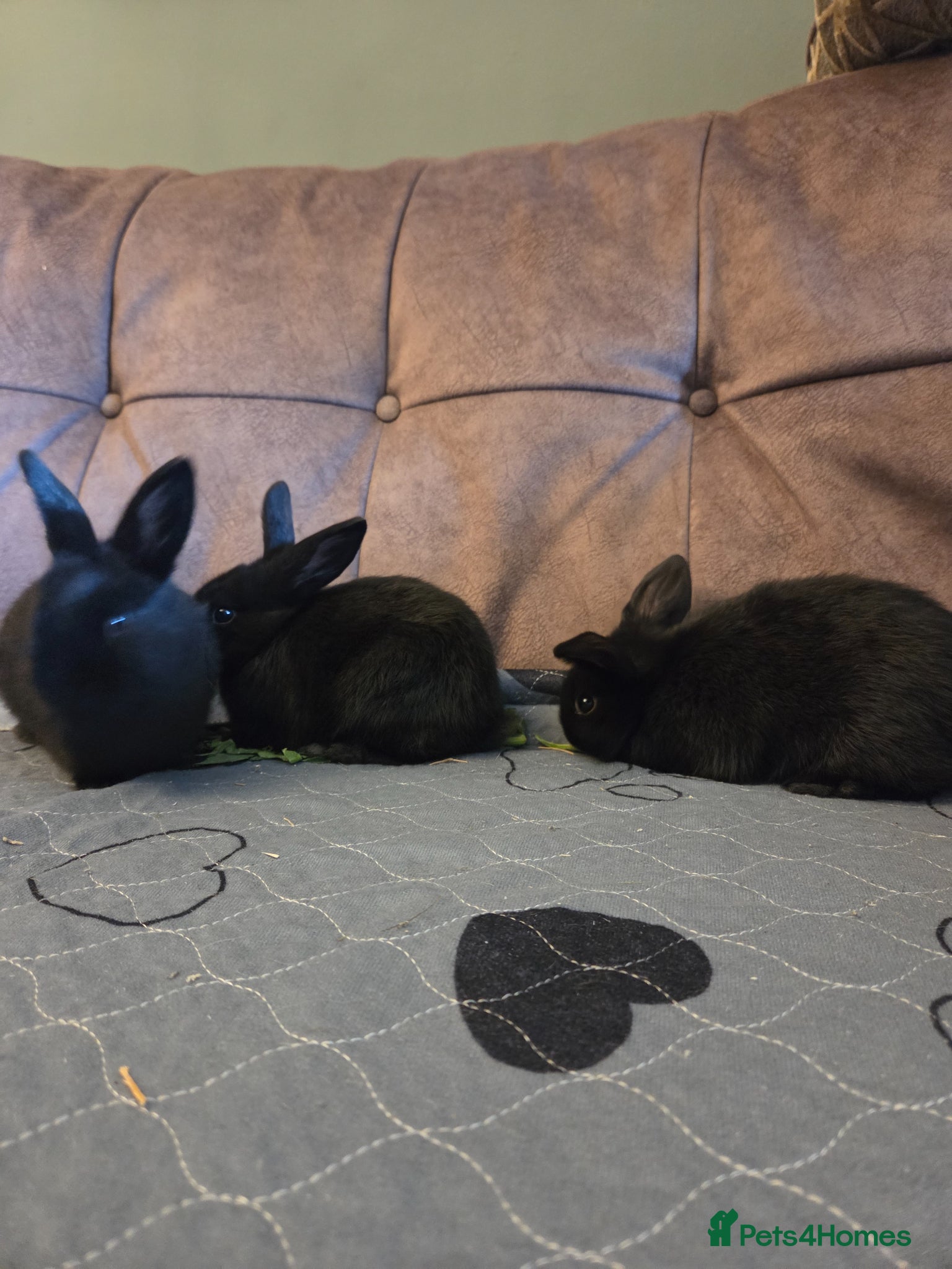 Mini Lop rabbits 8 week old baby mini lops ☆☆Ready Now - Advert 2