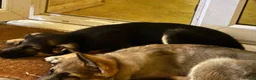German Shepherd dogs for sale: Beautiful GSD puppies  - Advert 3