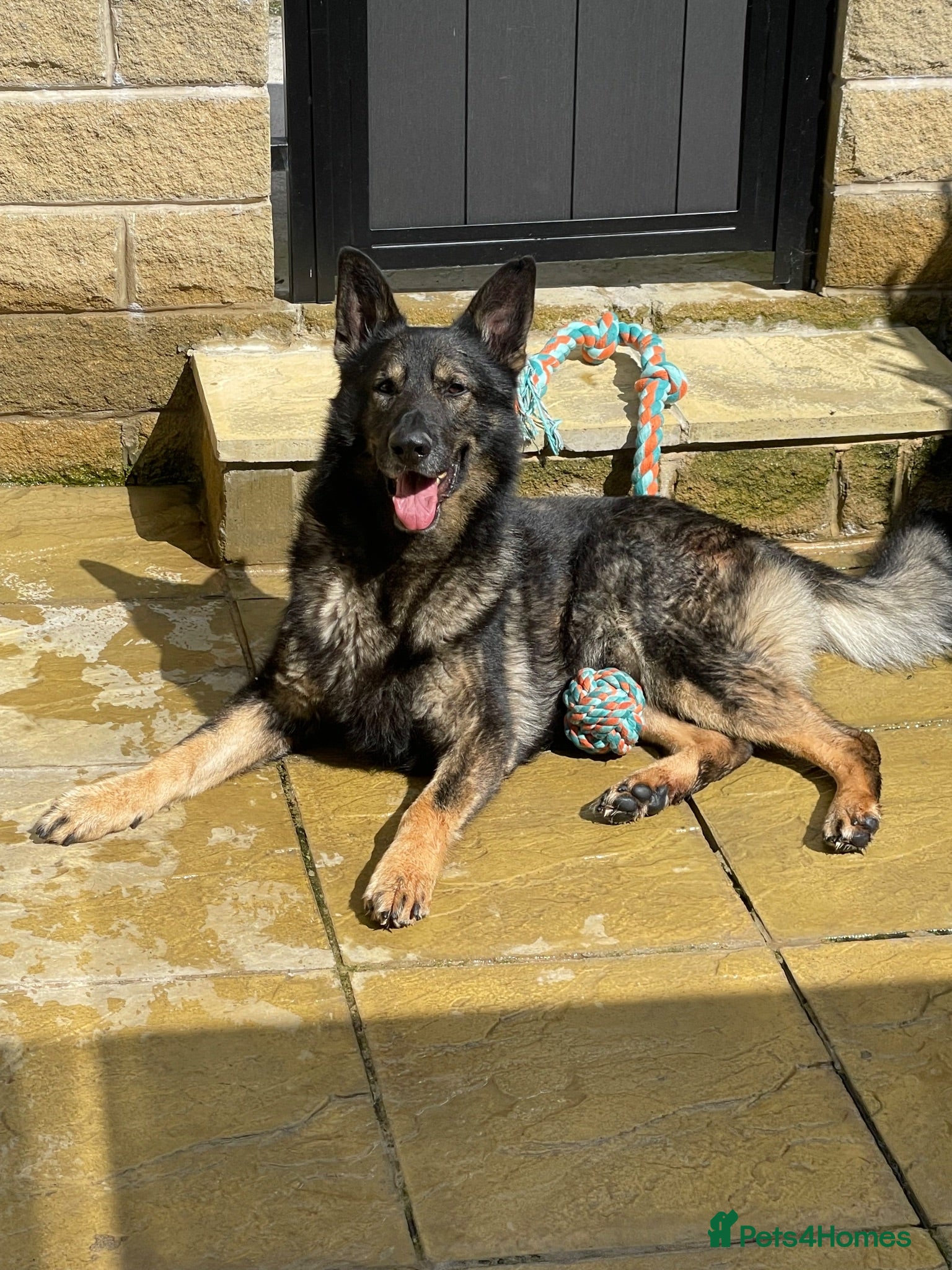 German Shepherd dogs Working line German shepherd  - Advert 4