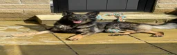 German Shepherd dogs for sale: Working line German shepherd  in Bradford - Advert 1