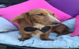 Dachshund dogs for sale: 2 beautiful male dachshund adult dogs for sale  - Image 5