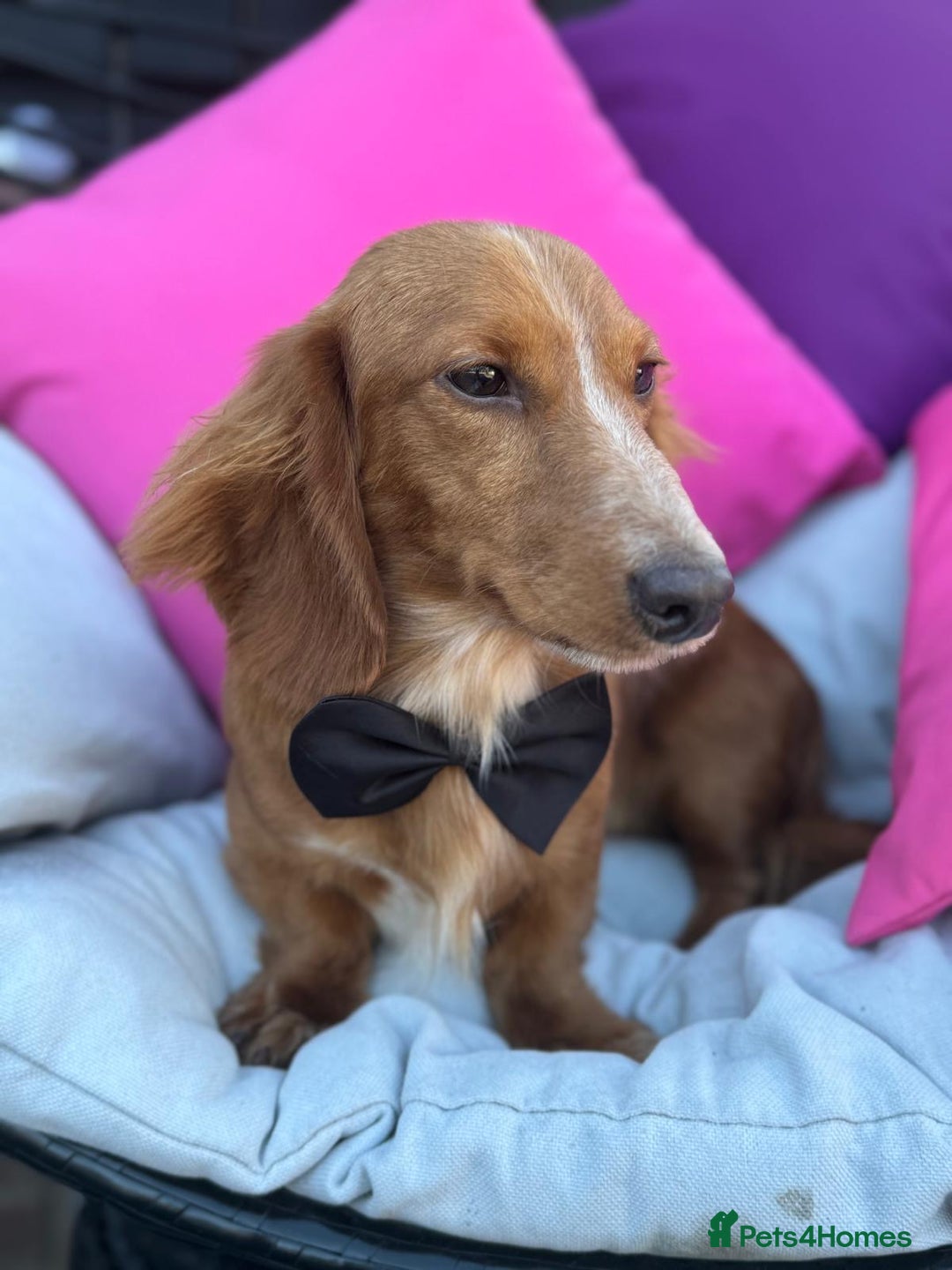 Dachshund dogs for sale: 2 beautiful male dachshund adult dogs for sale  - Image 5
