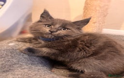 Maine Coon cats for sale: FINAL 3 REMAINING :TICA registered Mainecoons  - Image 25