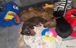 Miniature Dachshund dogs for sale: mini dachshund puppies - Image 6