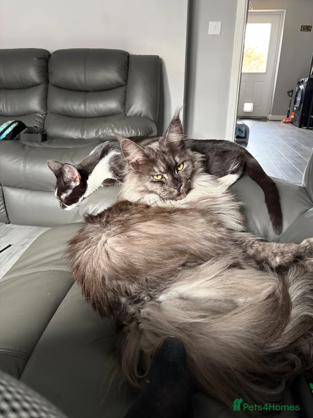 Maine Coon cats for sale: Stunning 2 year old Female Maine Coons  - Advert 2