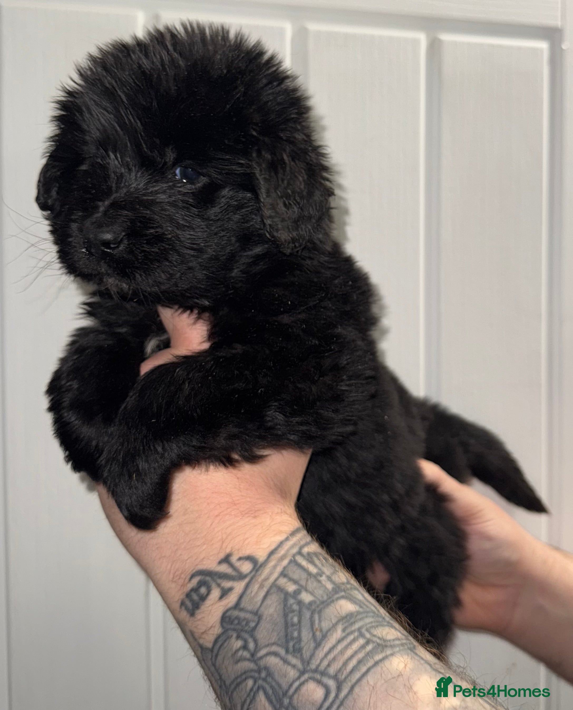 Newfoundland dogs Stunning Newfoundland Puppies Kc Reg 🐾 - Advert 1