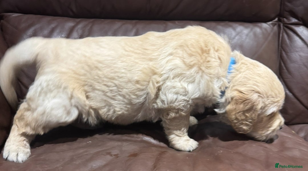 Golden Retriever dogs for sale: 2 chunky golden retriever male puppies  - Image 4