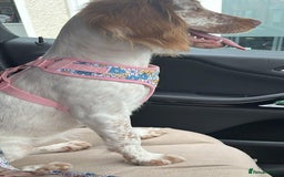 Sprocker dogs for sale: Hollie - Image 3