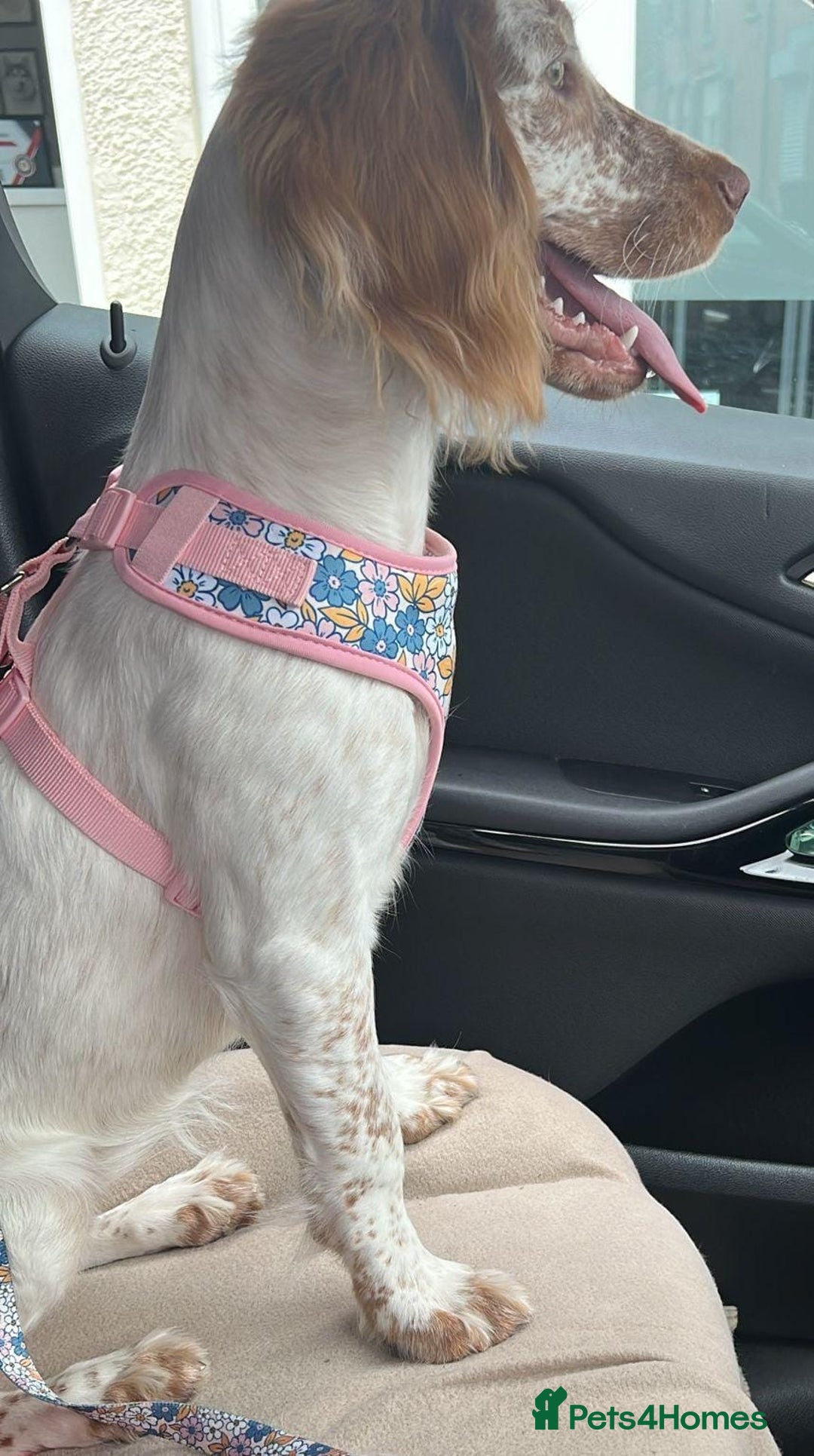 Sprocker dogs for sale: Hollie - Image 3
