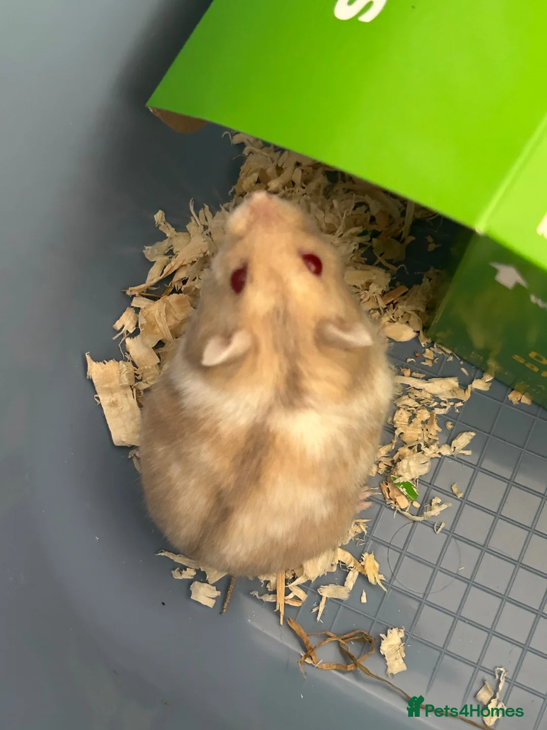 Hamster rodents for sale: Russian Dwarf Girl Looking for new home - Advert 1