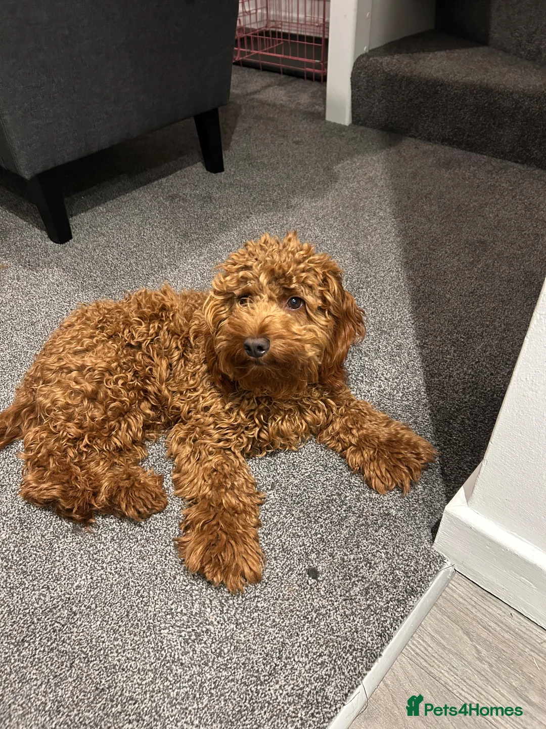 Cockapoo dogs for sale: Lovely Red Cockapoo  in Halstead - Advert 6