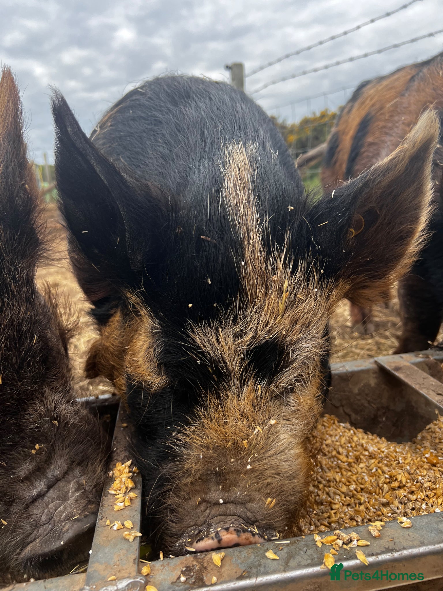 Pig livestock Last 3 left Various age Kune Kune cross pigs - Advert 1