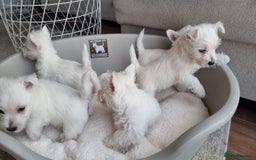 West Highland Terrier dogs for sale: TOP QUALITY WESTIE PUPPIES - Image 1