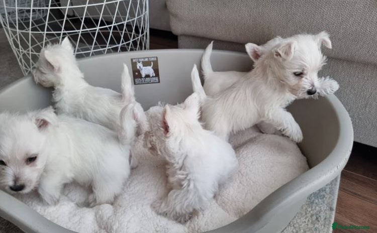 West Highland Terrier dogs - Advert 12